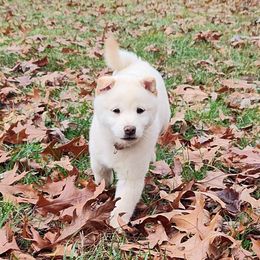 Louie - Shiba Inu puppy from Adorable-Puppies