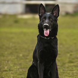 Happy - German Shepherd