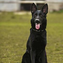 Happy - German Shepherd