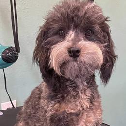 Stoney - Aussiedoodle