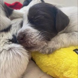 German Wirehaired Pointer and Golden Retriever Puppies from Pegram Kennels