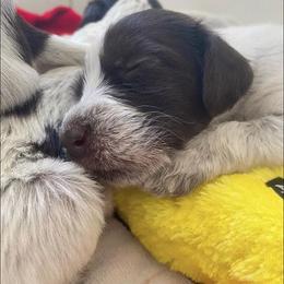 German Wirehaired Pointer and Golden Retriever Puppies from Pegram Kennels