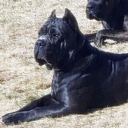 Tank - Cane Corso
