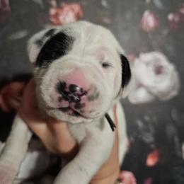 Ares - White and black male Dalmatian puppy in Gray, Georgia from Fuller Spots