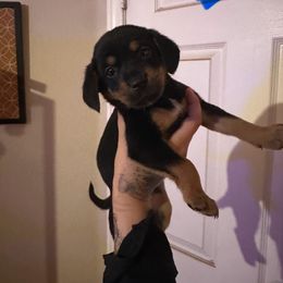 Chihuahua and Dachshund Puppies from Wienie_gang