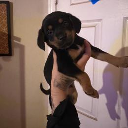 Chihuahua and Dachshund Puppies from Wienie_gang