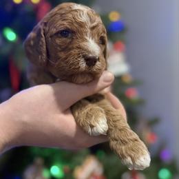 Belle - Silver Collar - Parti female Goldendoodle puppy in Howard City, Michigan from Doodles and Chaos
