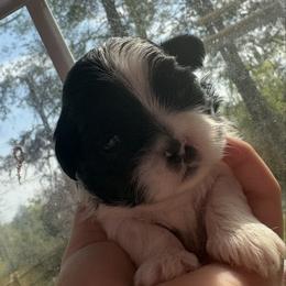 Tom - Black and white male Shih Tzu puppy in Skipperville, Alabama from Nay Nay’s Babies