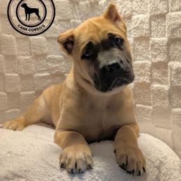 Lime Green - Fawn male Cane Corso puppy in Schell City, Missouri from Schell Osage Cane Corsos