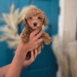 Asher - Apricot male Poodle puppy in Cornelia, Georgia from Yates Family Farm