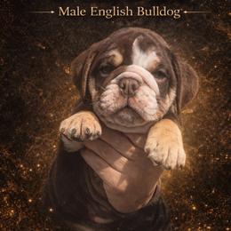 Diesel - Chocolate tri-color male Bulldog puppy in Marysville, Washington from BulldogWA