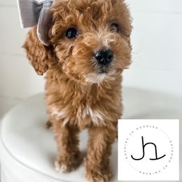 Cavapoo, Cockapoo, and Goldendoodle Puppies from Rocking JH Doodles