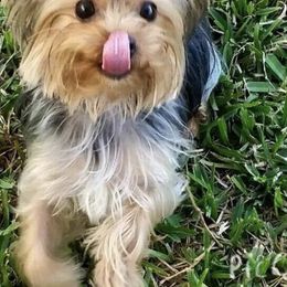 Yorkshire Terrier Puppies from JulesofVillage