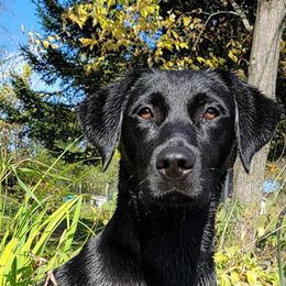 Lady - Labrador Retriever