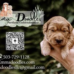 Goldendoodle puppies from Emma Doodles