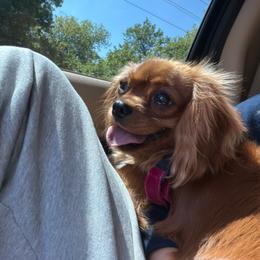Honey - Cavalier King Charles Spaniel