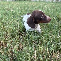 Bear - Piebald male Dachshund puppy in Hawley, Texas from Little e Dachshunds