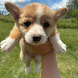 Rayna - Red female Pembroke Welsh Corgi puppy in Delton, Michigan from CorGizmo