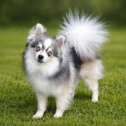 Pucker Putz - Pomsky