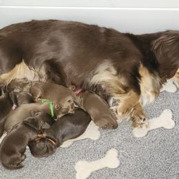 Cadbury - Chocolate and tan male Dachshund puppy in Anaconda, Montana from Williams Family Dachshunds