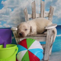 Extreme cream female pup (Brittney) - Cream female Dachshund puppy in Pace, Florida from Shoebox Doxie’s