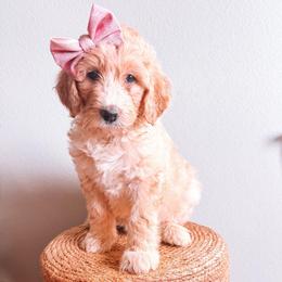 Poppy Pink Collar - Fawn and white female Sheepadoodle puppy in Republic, Missouri from DOOD & Co