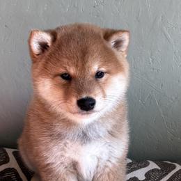 TJ - Red male Shiba Inu puppy in Winthrop, Minnesota from Kayobi Shibas