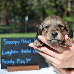 Snoopy (Blue collar) - Cream male Dachshund puppy in Prospect, Oregon from Spunky Sausage Pups