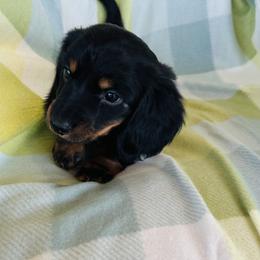 Boy 3 - Black and tan male Dachshund puppy in Oklahoma from DRB Dachshunds