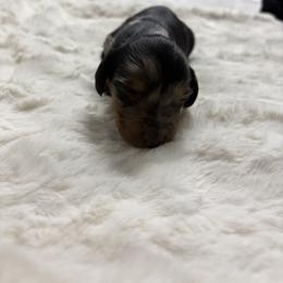 Dachshund Puppies from S&C Doxies