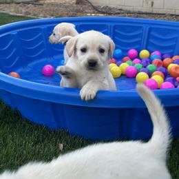 Labrador Retriever Puppies from Luvable AZ Labs