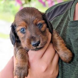 Milly - Red female Dachshund puppy in Danbury, New Hampshire from Maplewood Mountain Farm
