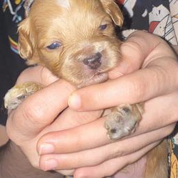 Rusty - Red  male Goldendoodle puppy in Cumberland, Rhode Island from minigoldendoodlesofRI