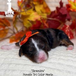 Tiramisu - Blue merle female Bernedoodle puppy in Orange, Texas from Walk with Me Doodles