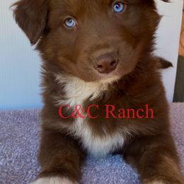 Australian Shepherd Puppies from C&C Ranch