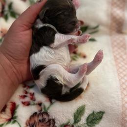 Kringle - Chocolate male Goldendoodle puppy in Warsaw, Ohio from Lovabledoodles