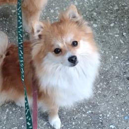 Chapulya - Pomeranian