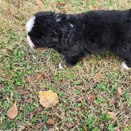 Baxter - Black rust and white male Bernese Mountain Dog puppy in Alpharetta, Georgia from Bravura Bernese Mountain Dog