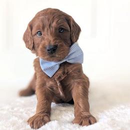 Cobbler - Red  male Goldendoodle puppy in Blackfoot, Idaho from Riverside Poodles