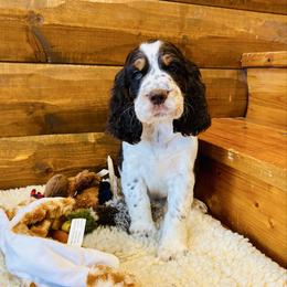 BB1 - Liver white and tan male English Springer Spaniel puppy in Britton, South Dakota from K&S Canines