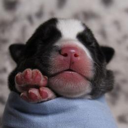 Blue - Black and white male Siberian Husky puppy in York, Pennsylvania from Spalla Pups