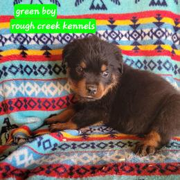 Green boy - Black and mahogany male Rottweiler puppy in Custer County, Oklahoma from Rough Creek Kennels