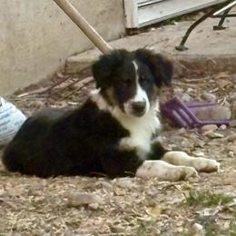 Bay - Black tri-color male Australian Shepherd puppy in Preston, Idaho from KC Bar Ranch Aussies
