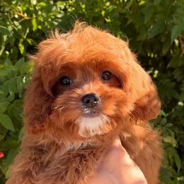 Jenny - Red female Cavapoo puppy in Tucson, Arizona from Adored Poodle & Doodles
