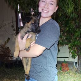 Koda - Mahogany male Belgian Malinois puppy in Corpus Christi, Texas from Heavenly Firefly Belgian Malinois