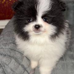 Dottie - Blue merle female Pomeranian puppy in Los Angeles, California from AMAYSING Pups