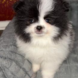 Dottie - Blue merle female Pomeranian puppy in Los Angeles, California from AMAYSING Pups