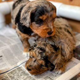 Blue Merle, Female One, Deep Red Markings - Blue merle female Aussiedoodle puppy in Parma, Idaho from Arena Valley Acres
