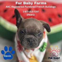 Kevin - Blue fawn male French Bulldog puppy in Michigan from Fur Baby Farms