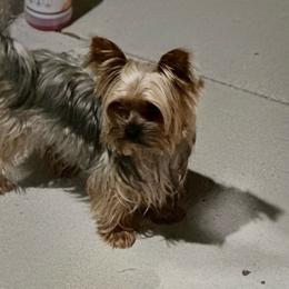 Muñe - Yorkshire Terrier
